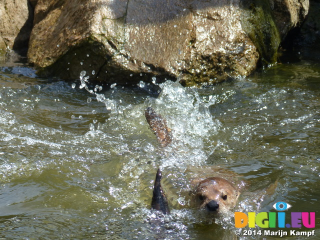 FZ006230 North American river otters (Lontra canadensis)